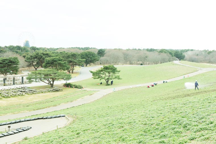 国営ひたち海浜公園