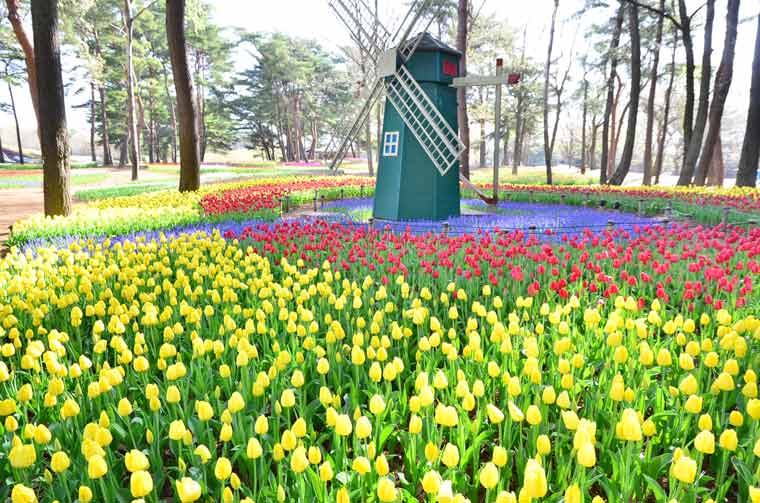 国営ひたち海浜公園
