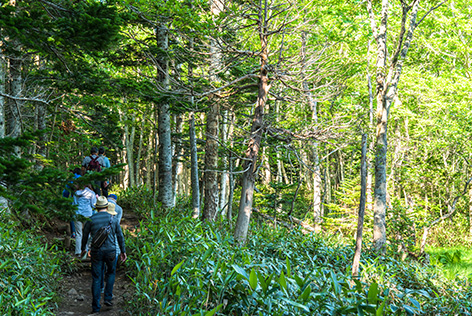 トレッキングコース
