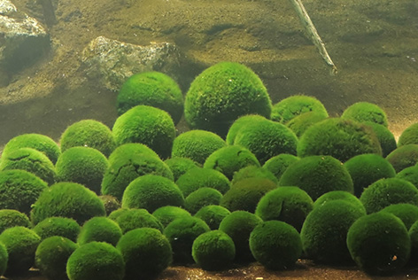 阿寒湖　マリモ