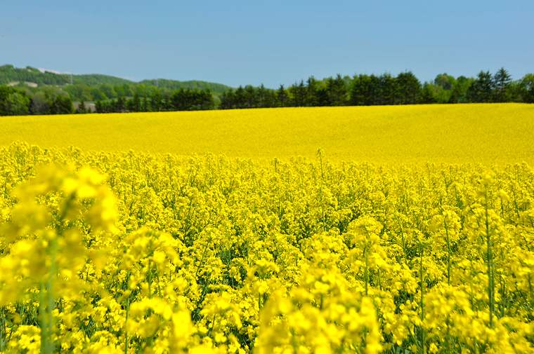安平町　菜の花畑