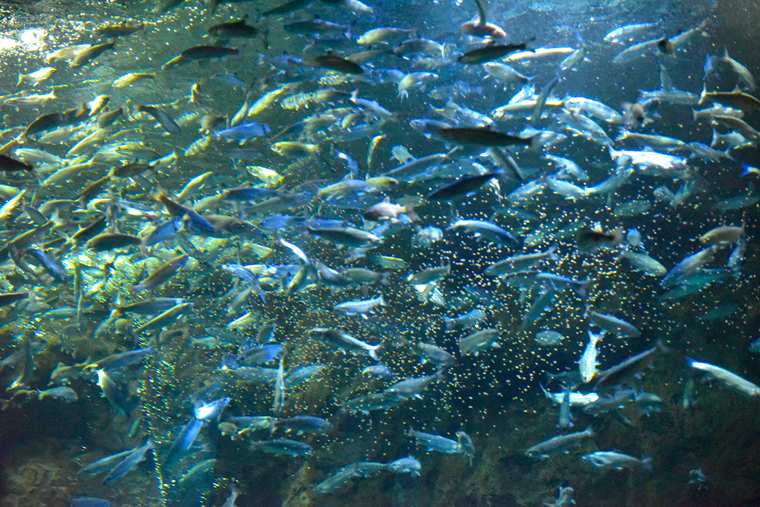 道の駅サーモンパーク千歳　サケのふるさと千歳水族館