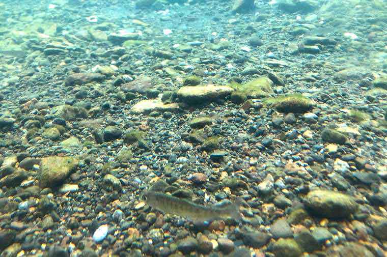 道の駅サーモンパーク千歳　サケのふるさと千歳水族館