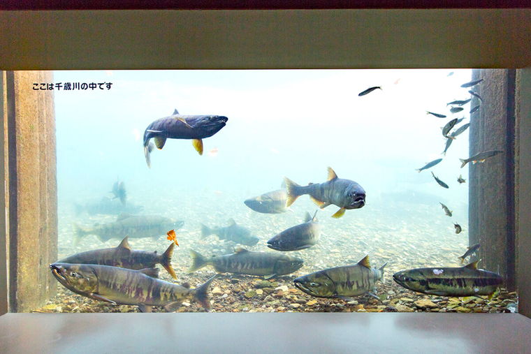 道の駅サーモンパーク千歳　サケのふるさと千歳水族館