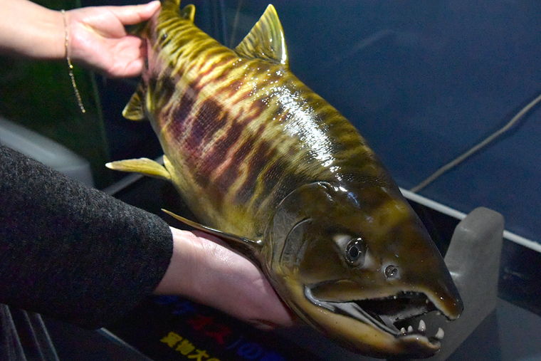 道の駅サーモンパーク千歳　サケのふるさと千歳水族館