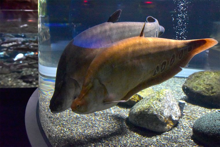 道の駅サーモンパーク千歳
