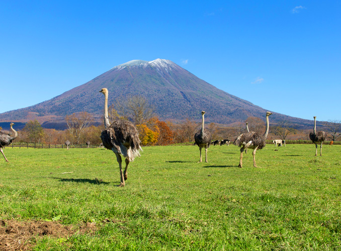 第2有島ダチョウ牧場