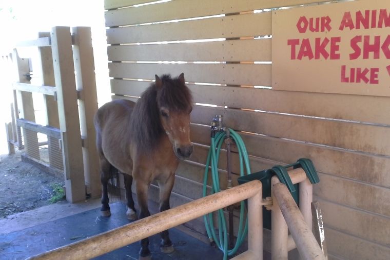 シャワーコーナーにたたずむホノルル動物園のポニー