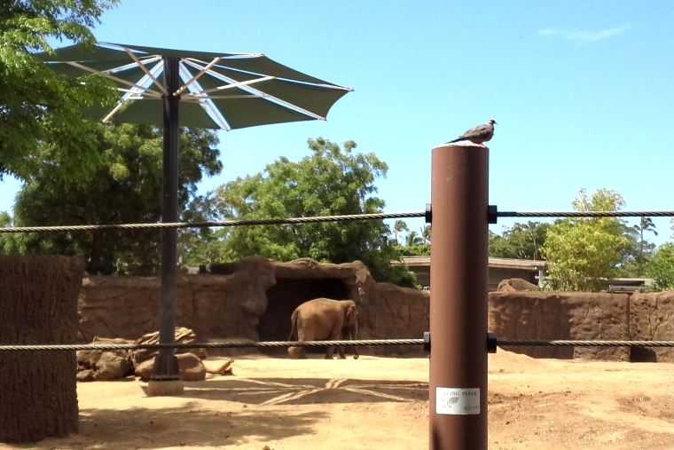 ホノルル動物園のアジアゾウのエリア