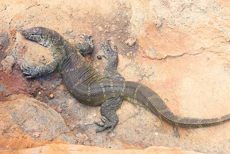 コモドドラゴン