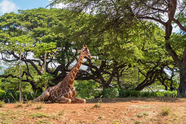 ホノルル動物園のキリン