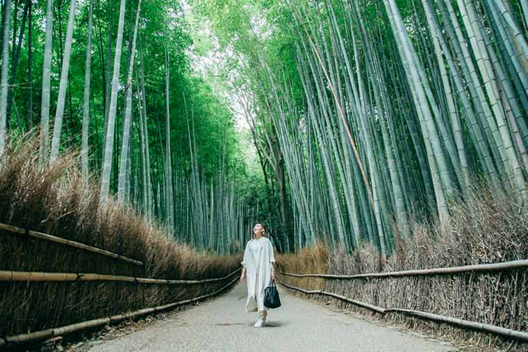 竹林の小径 早朝散歩