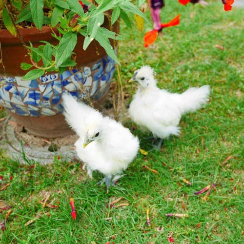 ピヨ太、ピヨ子（ピヨちゃんず）