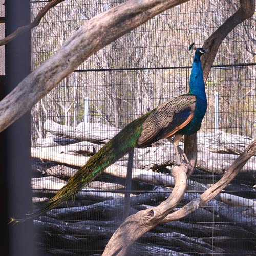 ピーちゃん、コッコちゃん