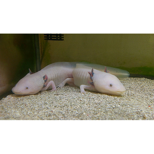 ウパちゃん＆ルパちゃん