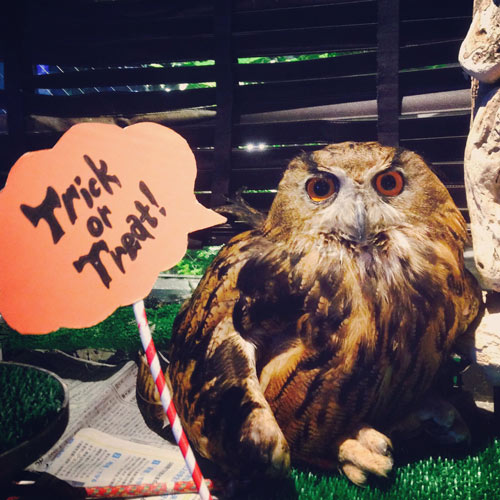 安田 八（ハチ、八ちゃん）