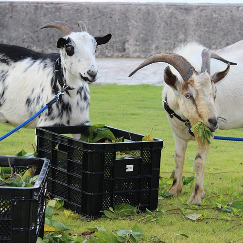 メー太、メー子、ルイ