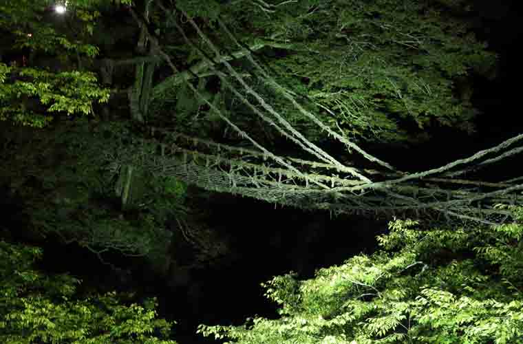かずら橋 ライトアップ