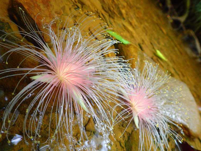 西表島　SUP・カヌー体験　サガリバナ