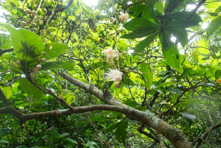 西表島　SUP・カヌー体験　サガリバナ