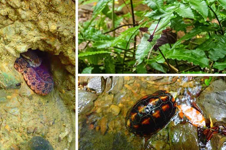 西表島　トレッキング体験　レアな生き物もたくさん