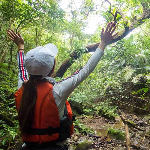 西表島　トレッキング体験