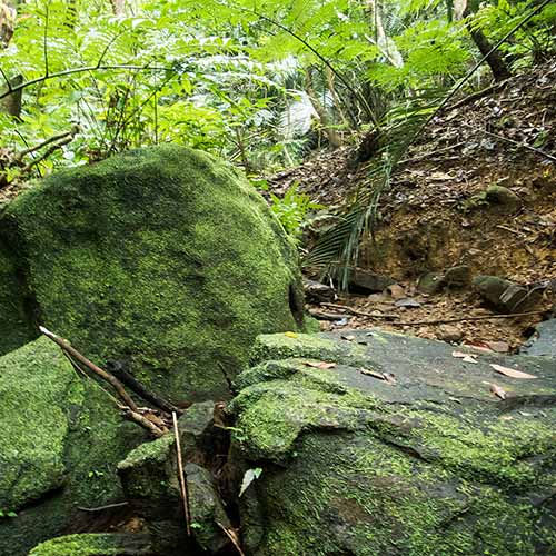 西表島　トレッキング体験