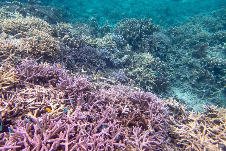 西表島　バラス島シュノーケリング