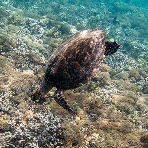 西表島　バラス島シュノーケリング