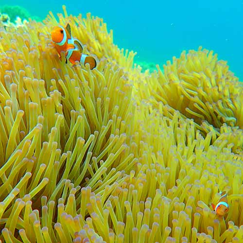 西表島　バラス島シュノーケリング