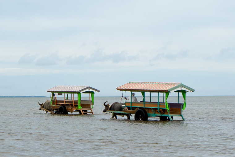 西表島　油布島観光