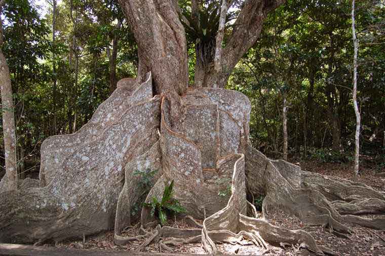 西表島　仲間川クルージング