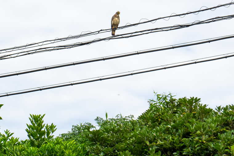 西表島　トレッキング体験　カンムリワシ