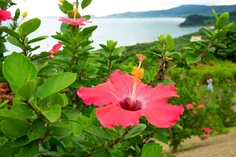 石垣島　玉取崎展望台の遊歩道