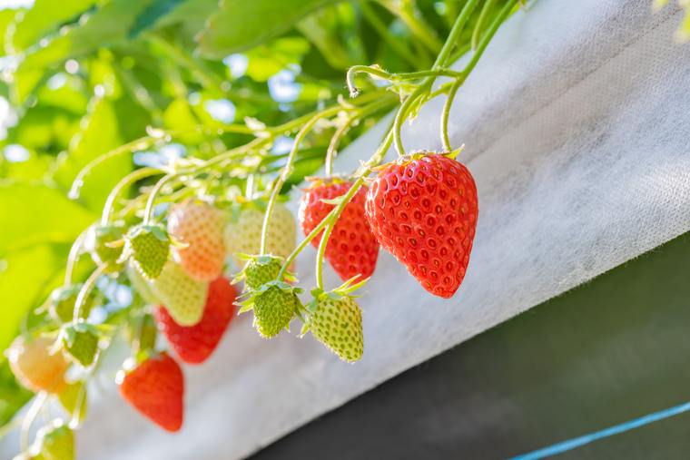 伊豆はいちごの名産地