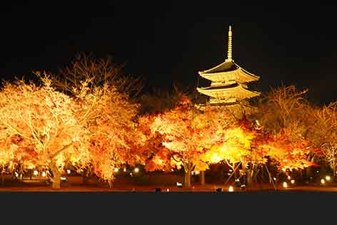 時季によっては終着地をライトアップ観光にも！