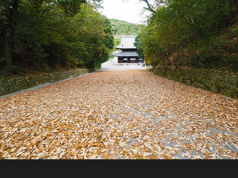 本堂が門より下にある珍しい立地です