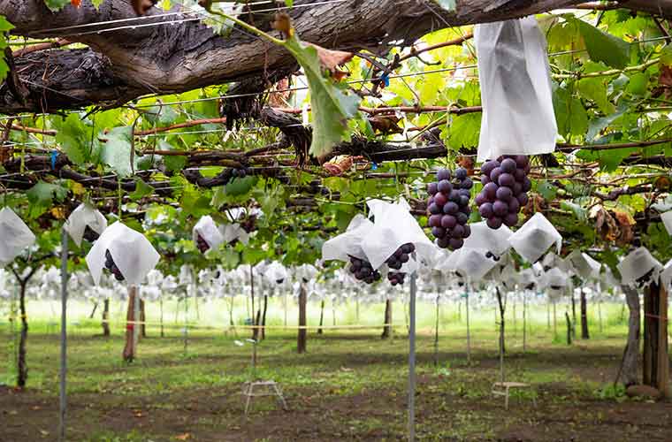 勝沼ぶどう郷　古寿園の種無し巨峰