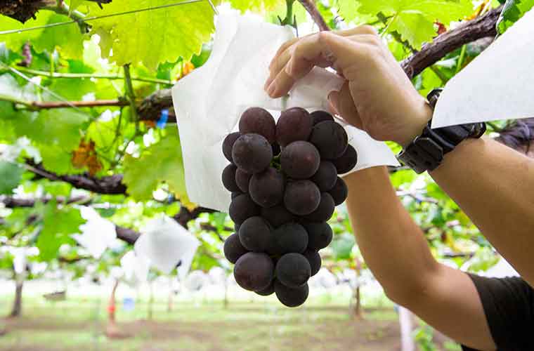 勝沼ぶどう郷　古寿園の種無し巨峰
