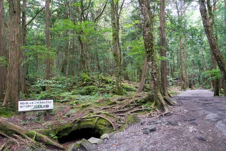 青木ヶ原樹海の中の自然歩道