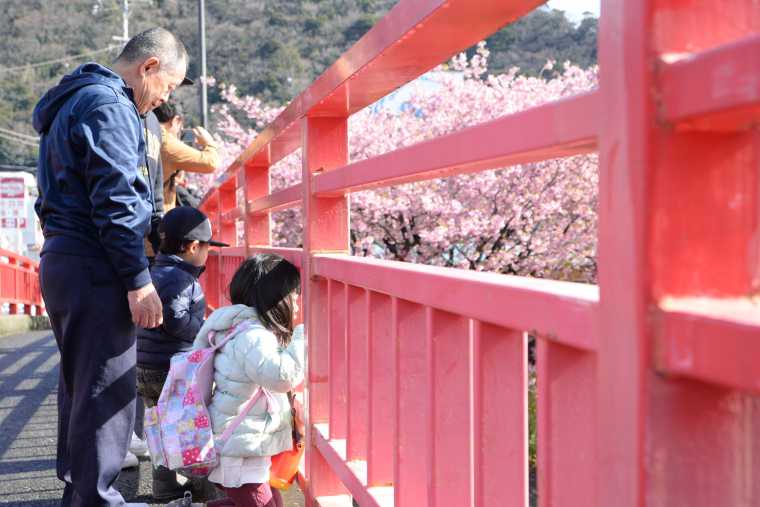 河津川上流方面の桜や河口付近の桜が見わたせる館橋