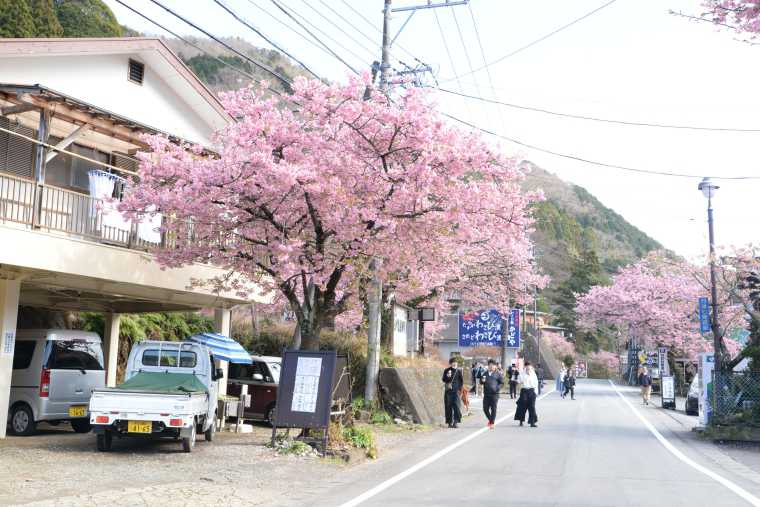 河津七滝周辺も見られる河津桜