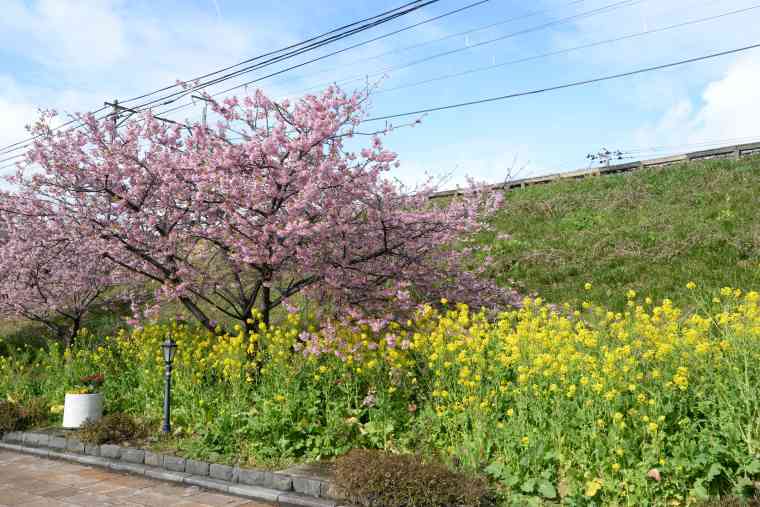 河津桜と菜の花