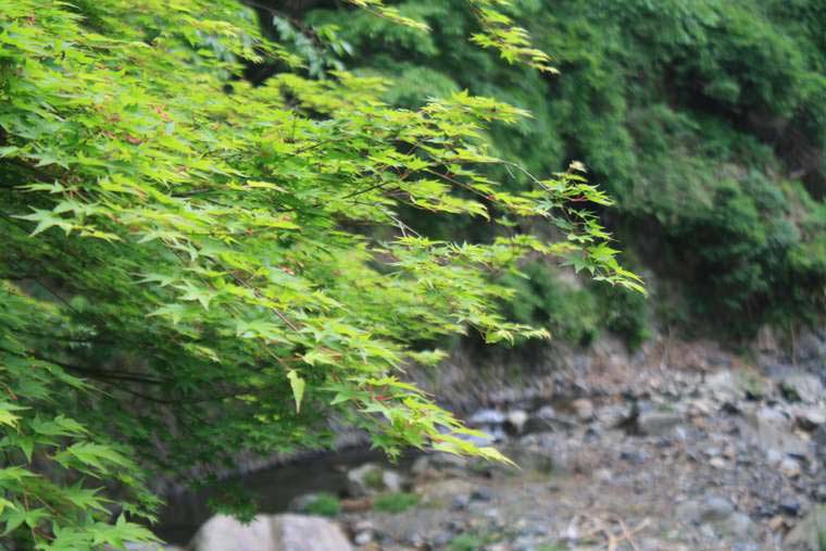 緑あふれる貴船エリア