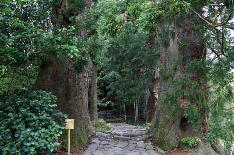 大門坂の夫婦杉