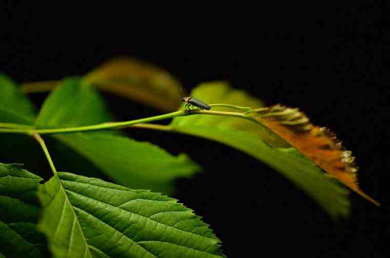 黒川温泉　「ホタルが棲む夜の里山見学」