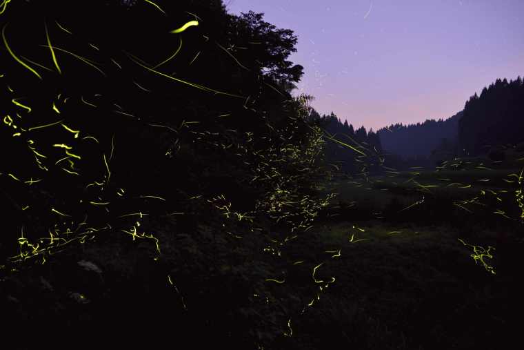 黒川温泉　「ホタルが棲む夜の里山見学」