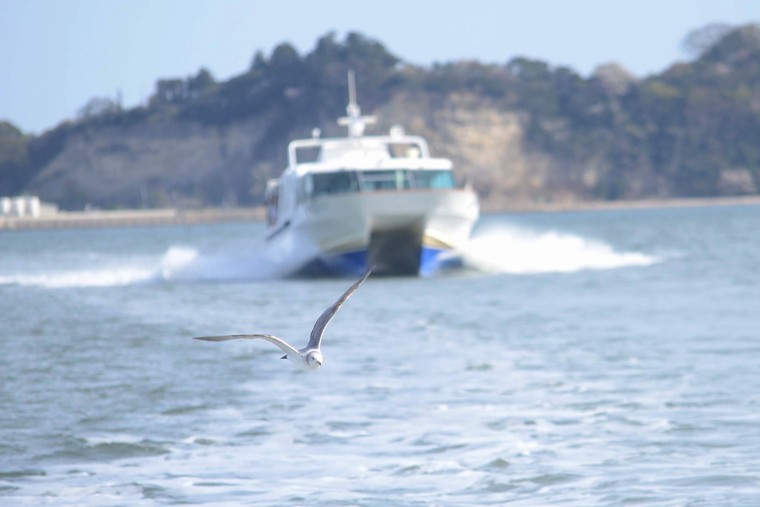 松島 ウミネコ