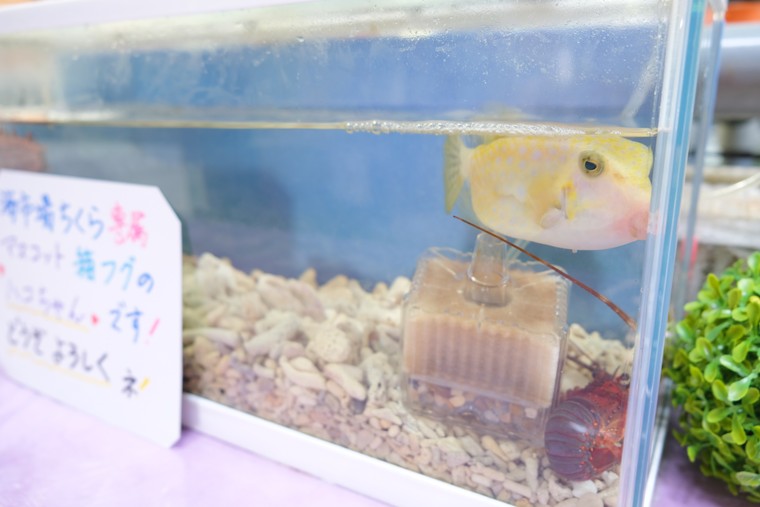 「道の駅ちくら・潮風王国」ハコちゃん