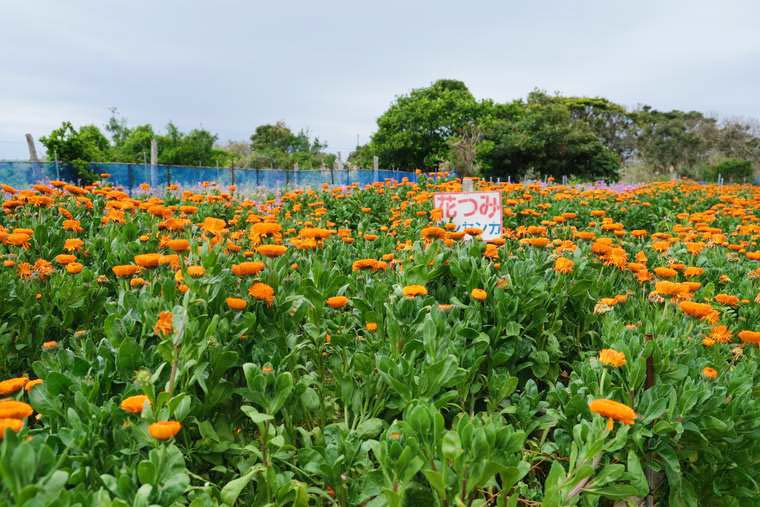 「フローラルビレッジ名倉」花畑